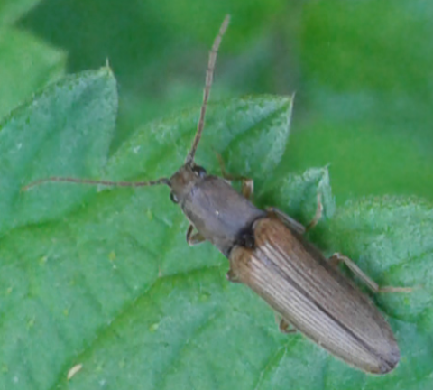 Elateridae: Athous sp.